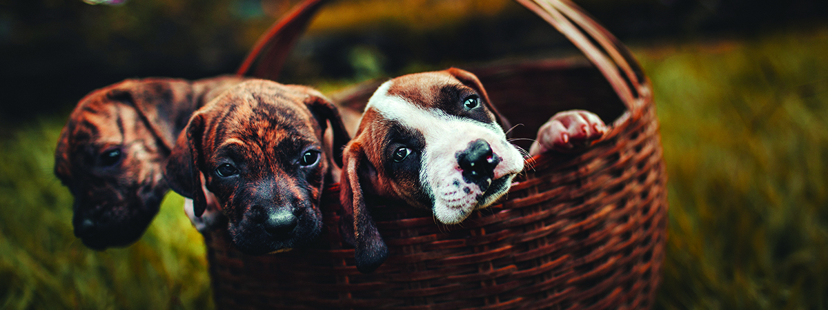 banner_puppy_image