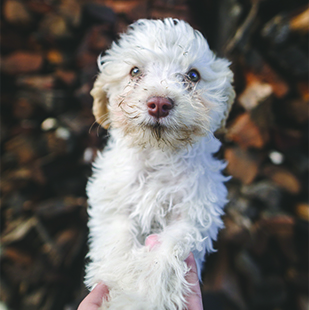 first_puppy_image