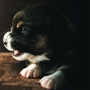 second_puppy_image