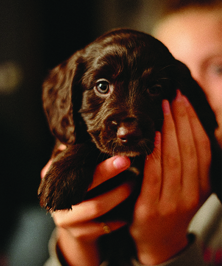 third_puppy3_image